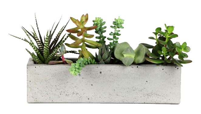 Concrete Planters